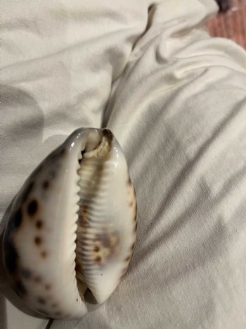 Indian Tiger Cowrie Shells in Bulk 2-1/2 to 2-3/4 inches - 25 @ .50 each; 100 @ .45 each
