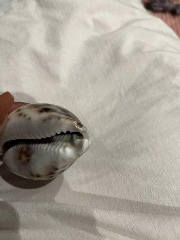 Large African Tiger Cowrie Shells 3 to 3-3/4 inches - 50 @ $.87 each