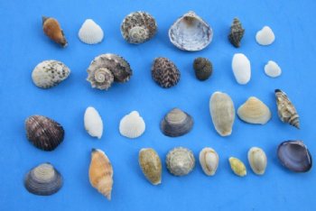 Tiny Seashells and Small Sea Shells