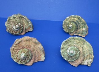 Turbo Marmoratus