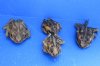 3 to 4-1/2 inches Real Dried Toads Preserved with Formaldehyde - Packed 2 @ $8.00 each