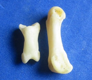 Badger Toe Bones Under 1 inch <font color=red> Wholesale</font> (Off White) - 175 @ .54 each