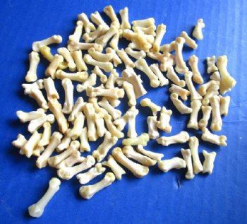 Badger Toe Bones Under 1 inch <font color=red> Wholesale</font> (Off White) - 175 @ .54 each