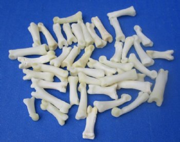Bobcat Toe Bones Under 1 inch <font color=red> Wholesale</font> (Off White) - 150 @ .67 each