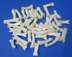 Bobcat Toe Bones Under 1 inch <font color=red> Wholesale</font> (Off White) - 150 @ .67 each