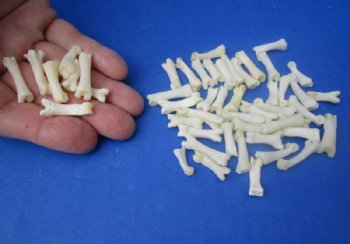 Bobcat Toe Bones Under 1 inch <font color=red> Wholesale</font> (Off White) - 150 @ .67 each
