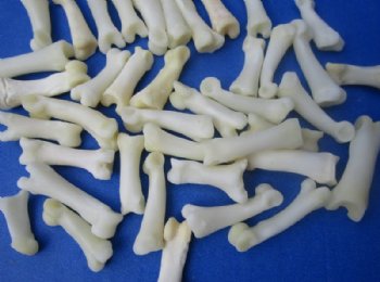 Bobcat Toe Bones Under 1 inch <font color=red> Wholesale</font> (Off White) - 150 @ .67 each