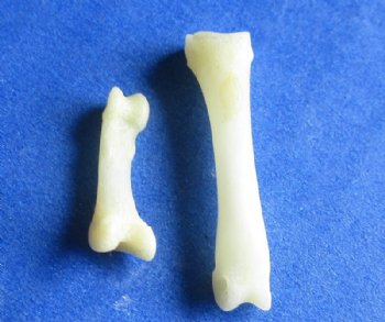 Fox Toe Bones Under 1 inch <font color=red> Wholesale</font> (Off White) - 175 @ .54 each