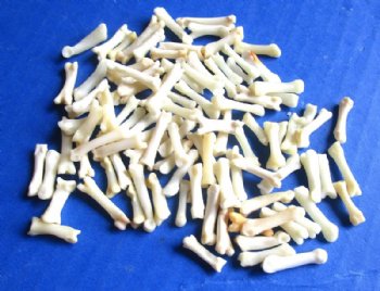 Fox Toe Bones Under 1 inch <font color=red> Wholesale</font> (Off White) - 175 @ .54 each