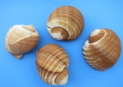 Tonna Galea Shells