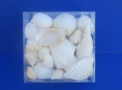 4 by 4 inches Square Clear Plastic Seashell Gift Boxes filled with Assorted White Seashells  - 8 @ $5.80 each