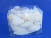 4 by 4 inches Square Clear Plastic Seashell Gift Boxes filled with Assorted White Seashells  - 8 @ $5.80 each