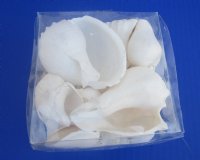 4 by 4 inches Square Clear Plastic Seashell Gift Boxes filled with Assorted White Seashells  - 8 @ $5.80 each