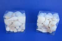 4 by 4 inches Square Clear Plastic Seashell Gift Boxes filled with Assorted White Seashells  - 8 @ $5.80 each