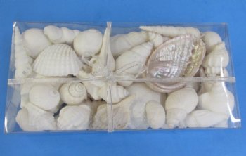 8 inches Clear Plastic Gift Box filled with Assorted White Seashells <font color=red> Wholesale</font> - Case: 48 @ $3.60 each