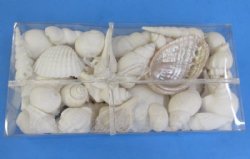 8 inches Clear Plastic Gift Box filled with Assorted White Seashells <font color=red> Wholesale</font> - Case: 48 @ $3.60 each