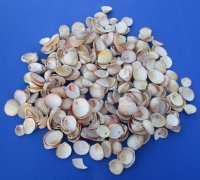 Haitian Strawberry Cockle Shells <font color=red> Wholesale</font> 1 to 2 inches - 12 @ $7.50 each