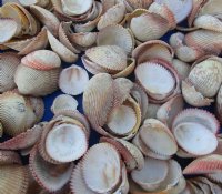 Haitian Strawberry Cockle Shells 1 to 2 inches -, 3 pounds @ $16.99 a  bag;  3 @ $12.00 a gallon