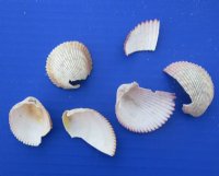 Haitian Strawberry Cockle Shells 1 to 2 inches -, 3 pounds @ $16.99 a  bag;  3 @ $12.00 a gallon