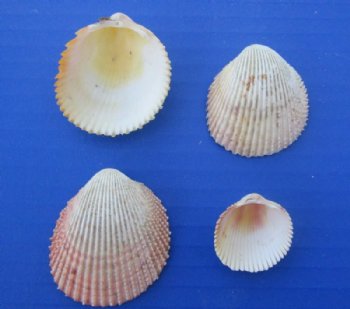 Haitian Strawberry Cockle Shells <font color=red> Wholesale</font> 1 to 2 inches - 12 @ $7.50 each