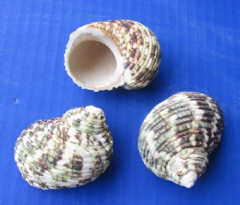 1-3/4 to 2-1/4 inches Turbo Setosus, Rough Turban Shells <font color=red> Wholesale</font>, Case: 625 @ .21 each