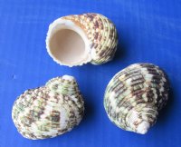 1-3/4 to 2-1/4 Large Turbo Setosus, The Rough Turban Shells - 25 @ .35 each