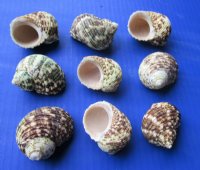 1-3/4 to 2-1/4 inches Turbo Setosus, Rough Turban Shells <font color=red> Wholesale</font>, Case: 625 @ .21 each