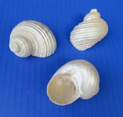1-3/4 to 2-1/4 inches Pearly White Turbo Setosus Seashell - 50 @ .65 each