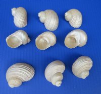 1-3/4 to 2-1/4 inches Pearly White Turbo Setosus Seashell - 50 @ .65 each