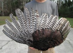 Fan Shape Preserved North American Turkey Wing 28 to 30 inches wide for $23.99 each