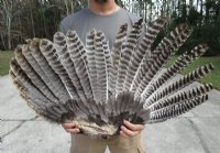 Fan Shape Preserved North American Turkey Wing 28 to 30 inches wide for $23.99 each
