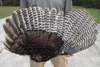 Fan Shape Preserved North American Turkey Wing 28 to 30 inches wide for $23.99 each