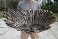 Fan Shape Preserved North American Turkey Wing 28 to 30 inches wide for $23.99 each