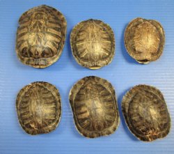 Empty Turtle Shells