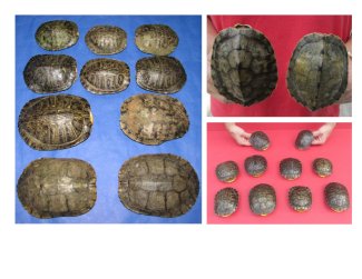 Empty Turtle Shells