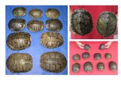 Turtle Shells for Crafts