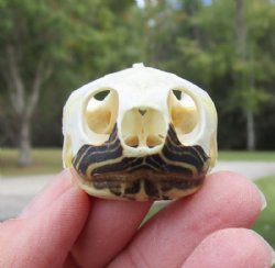 River Cooter Turtle Skull, Snapping Turtle Skull