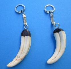 Authentic Warthog Tusk Key Chains <font color=red> Wholesale</font> with a 1-1/2 to 3-1/2 inches tusk - Case of 8 @ $14.00 each