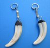 Authentic Warthog Tusk Key Chains <font color=red> Wholesale</font> with a 1-1/2 to 3-1/2 inches tusk - Case of 8 @ $14.00 each