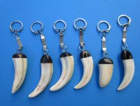 One Authentic Warthog Ivory Tusk Key Chain with a Silver Chain - Pack of 1 @ <font color=red> $21.99 each</font> (Plus $7.50 First Class Mail)