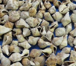 4 pound bag Small Volema Myristica Conch Shells for Sale 1 to 2 inches - $6.60 a bag; 3 bags @ $5.60 a bag