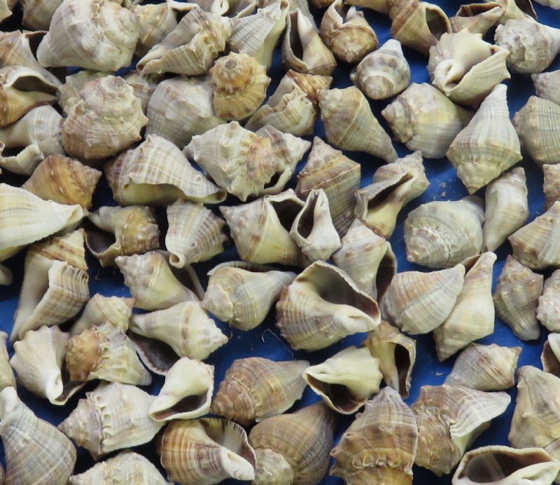 4 pounds (1 gallon) Volema Myristica Conch Shells for Sale 1 to 2 inches