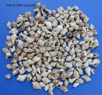 Small Volema Myristica Conch Shells in Bulk Under 2 inches - Case:  20 kilos @ $1.50 a kilo
