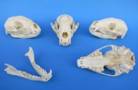 Raccoon Skulls <font color=red> Wholesale</font> - 3 @ $30 each; 6 @ $27.00 each