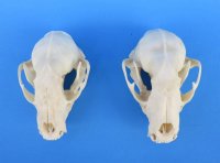 Raccoon Skulls <font color=red> Wholesale</font> - 3 @ $30 each; 6 @ $27.00 each