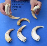Warthog Tusks <font color=red> Wholesale</font>, 5 inches to 7-7/8 inches - 1.5 pounds @ $60.00 a pound