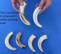 Warthog Tusks <font color=red> Wholesale</font>, 5 inches to 7-7/8 inches - 1.5 pounds @ $60.00 a pound
