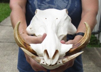 Warthog Skulls