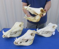 Medium African Warthog Skull <font color=red> Wholesale</font> 10 to 13 inches with 3 to 6 inches Ivory Tusks - $110.00 each  3 or More @ $99.00 each