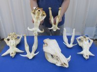 Medium African Warthog Skull <font color=red> Wholesale</font> 10 to 13 inches with 3 to 6 inches Ivory Tusks - $110.00 each  3 or More @ $99.00 each